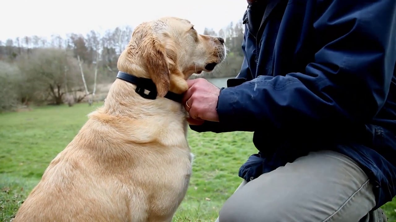 iopp-traceur-gps-chien-et-chat