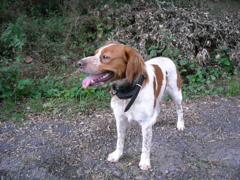 sportdogteck-2.0-chien-gps